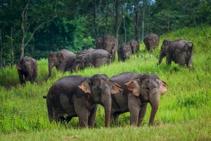 環保團體世界自然基金會10日表示，全球野生動物數量自1970年以來減少超過三分之二。(圖源：考艾國家公園臉書)