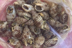 中毒者所食用的野生海螺。（圖源：慶和報）