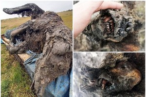 被發現的時候，熊的牙齒和鼻子都保存完好。（圖源：互聯網）