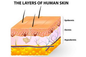 皮膚分表皮和真皮，底下有皮下組織。（圖源：互聯網）