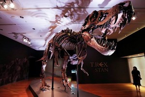 世界上最完整暴龍化石之一的“史丹”。（圖源：路透社）