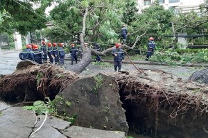 職能力量在清理一棵被颱風刮倒的街邊綠樹。（圖源：進成）