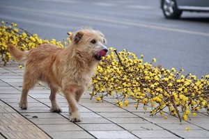 （示意圖源：互聯網） 