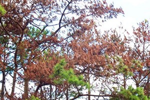 遭下毒而漸漸枯死的松樹。（圖源：金英）