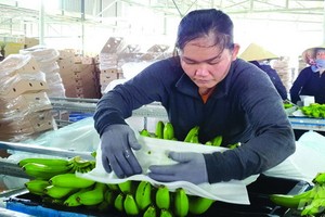 我國香蕉出口到各地市場。