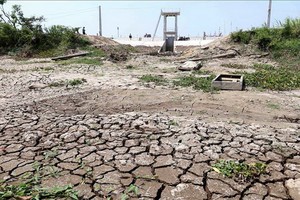 植樹造林有助於防止土地沙漠化。