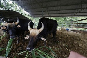 圖為第二代雜交野牛。（圖源：TTO）