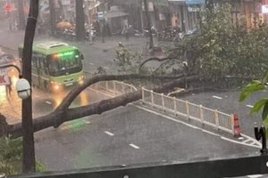 9月25日下午，位於第十郡阮知方街的一棵大樹連根拔起，壓死一名路人。