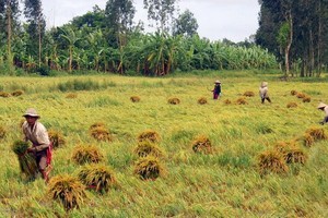 由於大雨連天，後江省許多地方聯合收割機無法進入田間，農民不得不手動收割水稻。（圖源：高豐）