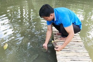 飛躍的老生魚群將獲得阮成心用奶瓶來餵吃。