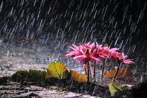 （示意圖源：互聯網） 