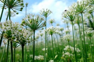 （示意圖源：互聯網） 