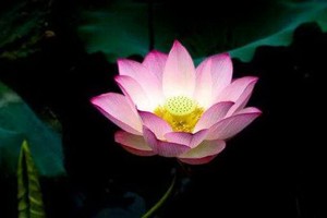 （示意圖源：互聯網） 