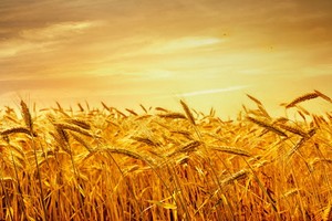 （示意圖源：互聯網） 