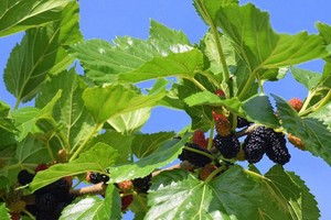 （示意圖源：互聯網） 