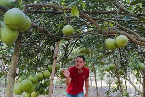 遊客參加同奈省永玖縣的一個柚子園。