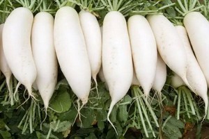 白蘿蔔。（圖源：互聯網）
