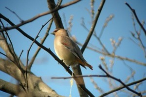 （示意圖源：互聯網） 