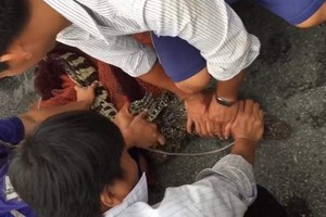 10月22日下午，當地民眾在太平縣新富鄉京5B村的阮文准住房前院捕獲到一條重約15公斤的鱷魚。（圖源：祝璃）