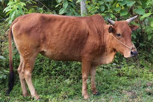 牛結節疹發病牛隻。（圖源：越通社）