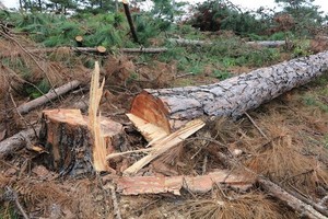 遭下毒漸枯死的松樹被鋸伐。（圖源：段堅）