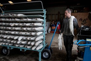 工作人員在一個水貂養殖場準備撲殺水貂。（圖源：路透社）