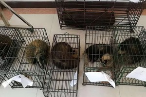 圖為中國警方破獲一宗非法販賣野生動物案。（圖源：互聯網）