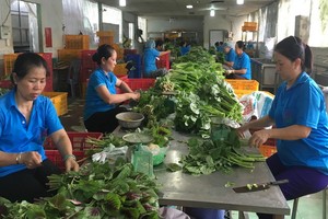 生產無公害蔬菜的福安合作社（平政縣）的資金和人力缺乏。