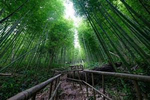 帶有原始之美的拿翰塗諸竹林。