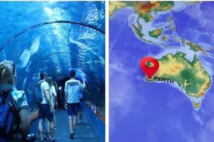 西澳大利亞的水族館