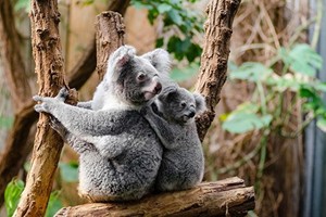 考拉瀕臨絕滅。（圖源：互聯網）