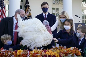 圖為伊凡卡、庫許納及三名子女當地時間24日觀看火雞。（圖源：AP）