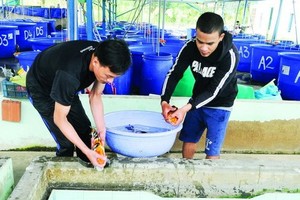 第十二郡盛春坊周宋養魚場飼養與出口錦鯉。