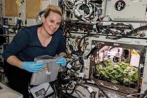 美國女性宇航員凱特·魯賓斯檢視國際空間站種植的蘿蔔。 （圖源：CNN）