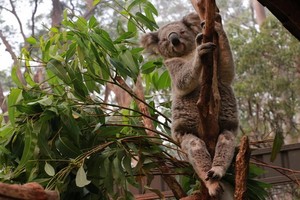 當地時間11月19日，在世界上唯一的考拉醫院——澳大利亞麥考瑞港考拉醫院，等待救治的盲眼考拉。（圖源：互聯網）