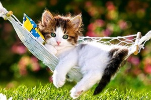 （示意圖源：互聯網） 