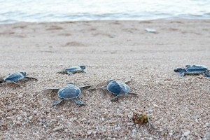 寧順省把800多只稀有海龜放回大海