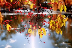 （示意圖源：互聯網） 