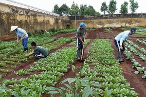 戒毒學員參加種植蔬菜。（圖源：芳蓉）