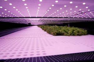 丹麥首都哥本哈根工業區的垂直農場一隅。（圖源：路透社）