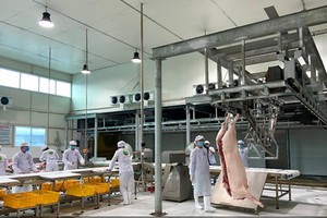 越南MM Mega Market公司在北部開設的首個豬肉中轉站已於最近正式投入活動。
