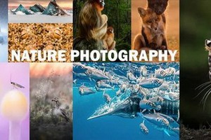 年度自然攝影大獎揭曉，重現侏羅紀世界