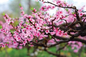 （示意圖源：互聯網） 