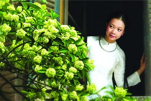 河內，糖膠花時節