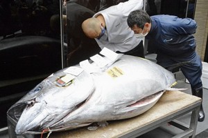 208.4公斤重的青森縣大間產藍鰭金槍魚以當天最高價2084萬日元(約合20萬2000美元)成交。（圖源：路透社）