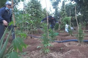 職能力量發現阮文寶的胡椒園內非法種植大量的大麻樹。（圖源：文勇）