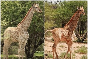 （圖源：互聯網） 