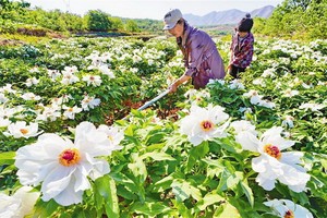 （示意圖源：互聯網） 