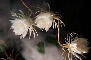 （示意圖源：互聯網） 