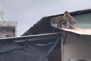 3 隻猴子爬在民房鐵皮屋頂上。（圖源：視頻截圖）